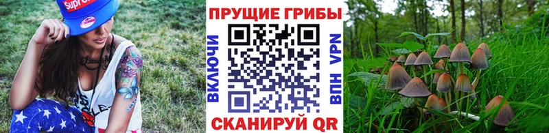 Псилоцибиновые грибы GOLDEN TEACHER Купить закладки Гай